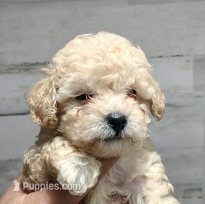 Rose – Poodle - Miniature  puppy for sale in Heppner, OR