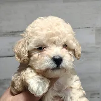 Rose, a female Poodle - Miniature  for sale in Heppner, OR – 1 of 1