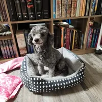 Rose, a female Poodle - Miniature  for sale in Heppner, OR – 4 of 4