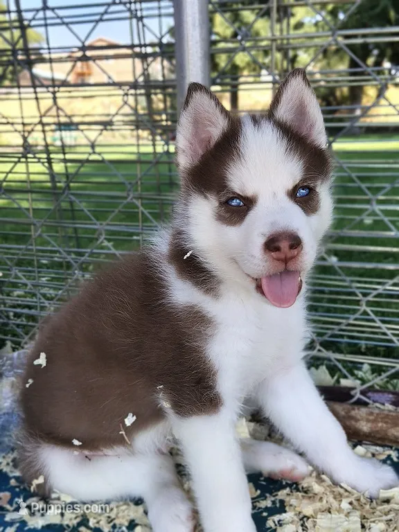 Sean – Siberian Husky puppy for sale in Heppner, OR