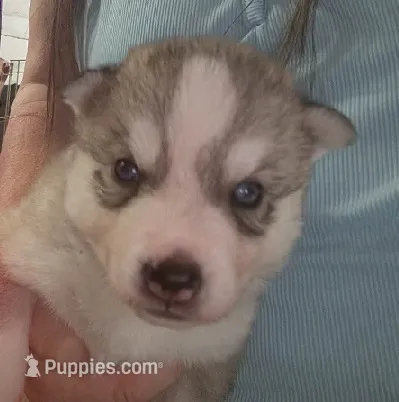 Nathan – Siberian Husky puppy for sale in Heppner, OR