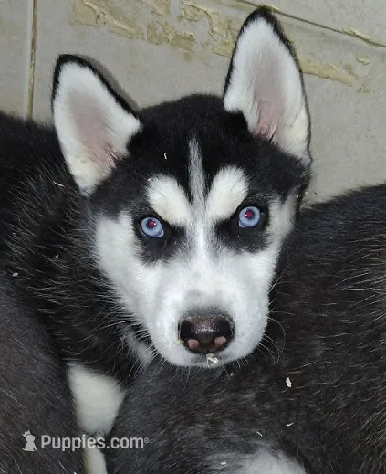 Rarity – Siberian Husky puppy for sale in Heppner, OR