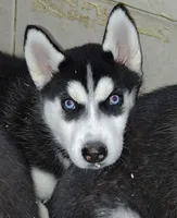 Rarity, a female Siberian Husky for sale in Heppner, OR – 1 of 1