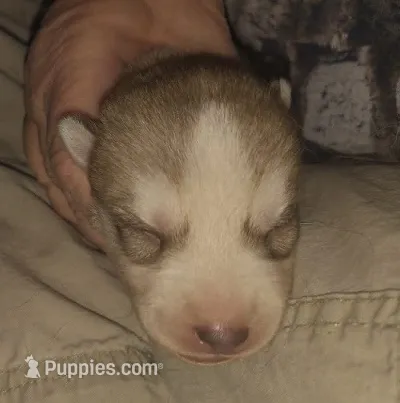 Adam – Siberian Husky puppy for sale in Heppner, OR