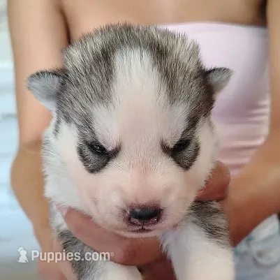 Alan – Siberian Husky puppy for sale in Heppner, OR