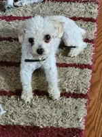 Tuxe, a male Poodle - Miniature  for sale in Heppner, OR – 3 of 4