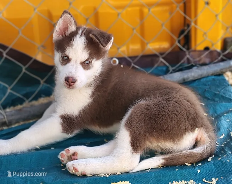 Sean – Siberian Husky puppy for sale in Heppner, OR