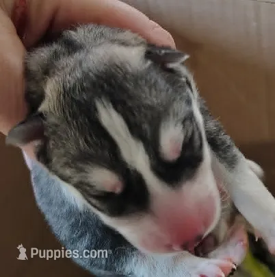 Jewel – Siberian Husky puppy for sale in Heppner, OR