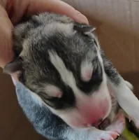 Jewel, a female Siberian Husky for sale in Heppner, OR – 1 of 1