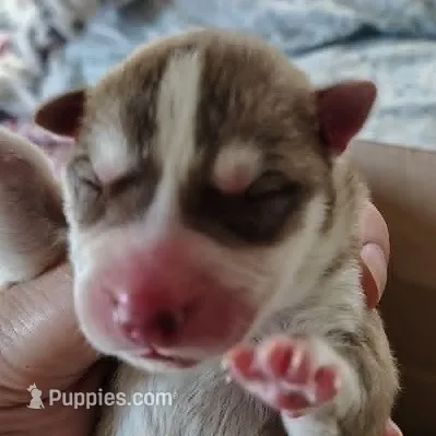 Sean – Siberian Husky puppy for sale in Heppner, OR