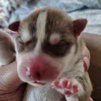 Sean, a male Siberian Husky for sale in Heppner, OR – 1 of 1
