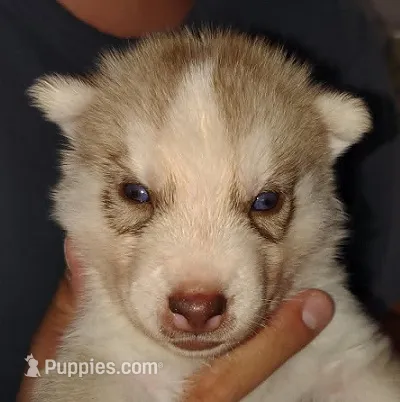 Adam – Siberian Husky puppy for sale in Heppner, OR