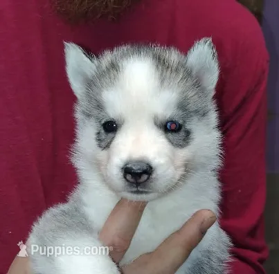 Alan – Siberian Husky puppy for sale in Heppner, OR