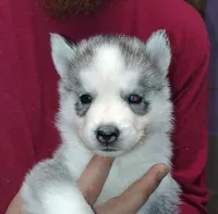 Alan, a male Siberian Husky for sale in Heppner, OR – 1 of 1