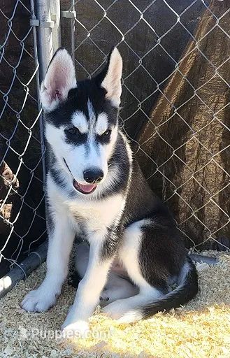 Big Mack – Siberian Husky puppy for sale in Heppner, OR