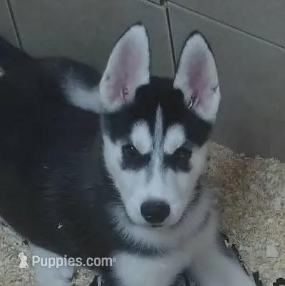 Big Mack – Siberian Husky puppy for sale in Heppner, OR