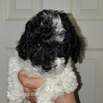 Oreo – Poodle - Miniature  puppy for sale in Heppner, OR