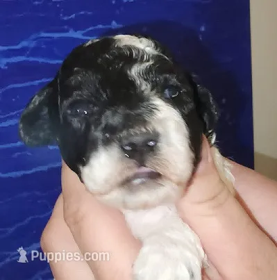 Oreo – Poodle - Miniature  puppy for sale in Heppner, OR