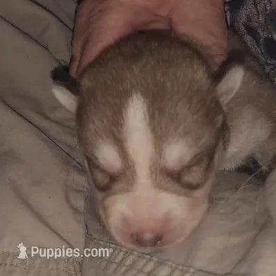 Sean – Siberian Husky puppy for sale in Heppner, OR