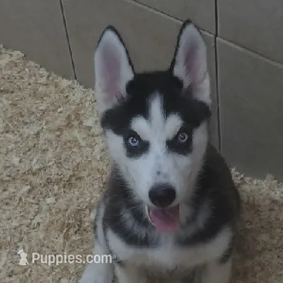 Fluttershy – Siberian Husky puppy for sale in Heppner, OR