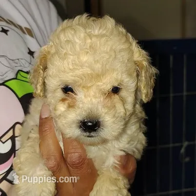 Daisy – Poodle - Miniature  puppy for sale in Heppner, OR