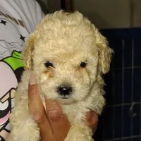 Daisy, a female Poodle - Miniature  for sale in Heppner, OR – 1 of 1