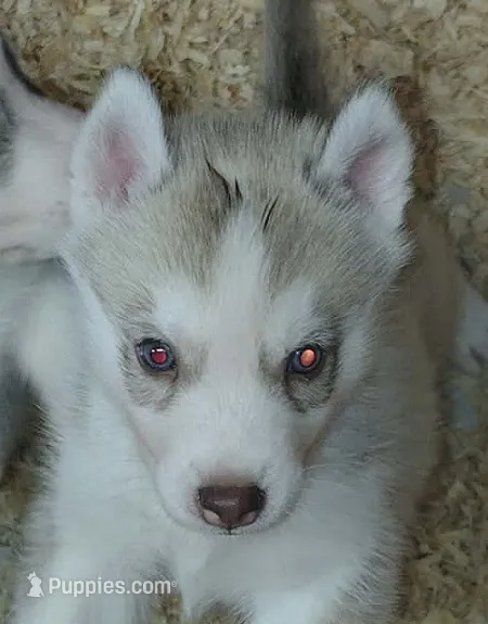Adam – Siberian Husky puppy for sale in Heppner, OR