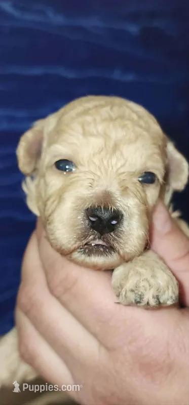 Daisy – Poodle - Miniature  puppy for sale in Heppner, OR