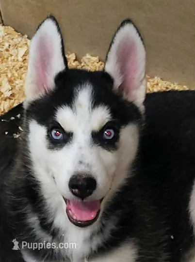 Fluttershy – Siberian Husky puppy for sale in Heppner, OR