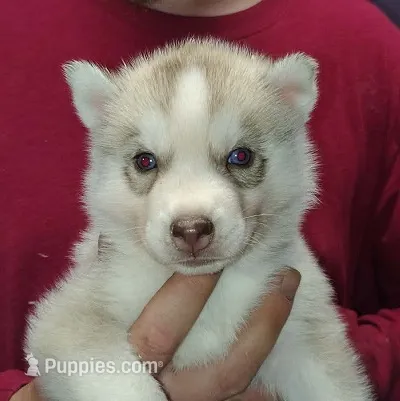 Adam – Siberian Husky puppy for sale in Heppner, OR