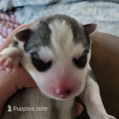 Alan – Siberian Husky puppy for sale in Heppner, OR