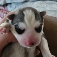 Alan, a male Siberian Husky for sale in Heppner, OR – 1 of 1