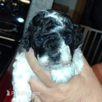 Oreo – Poodle - Miniature  puppy for sale in Heppner, OR