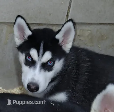 Rarity – Siberian Husky puppy for sale in Heppner, OR
