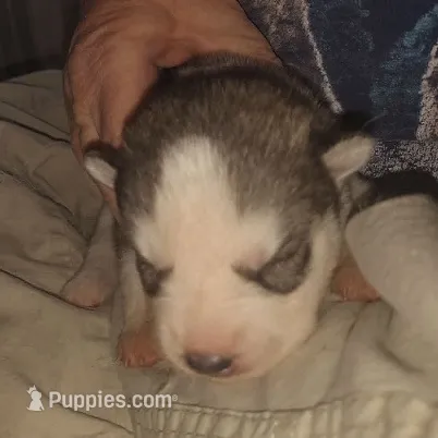 Alan – Siberian Husky puppy for sale in Heppner, OR