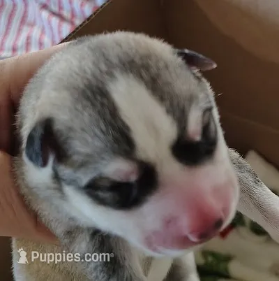 Nathan – Siberian Husky puppy for sale in Heppner, OR