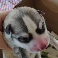 Nathan, a male Siberian Husky for sale in Heppner, OR – 1 of 1