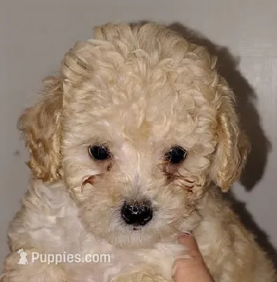 Daisy – Poodle - Miniature  puppy for sale in Heppner, OR