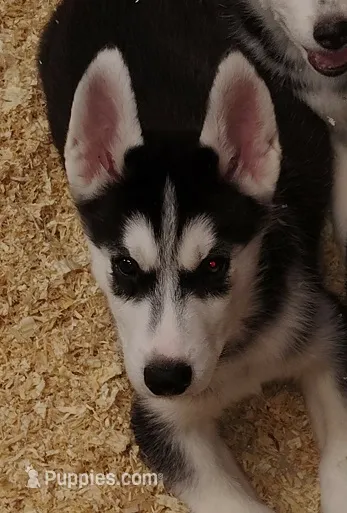 Big Mack – Siberian Husky puppy for sale in Heppner, OR