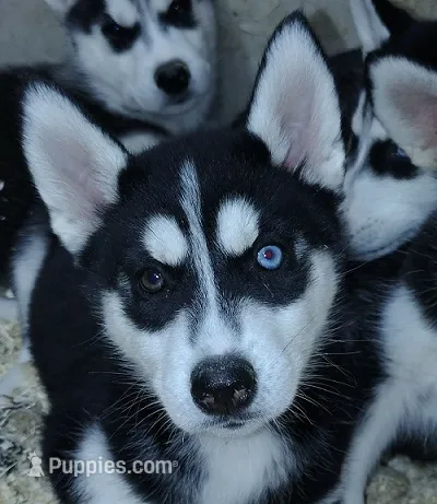 Rainbow Dash – Siberian Husky puppy for sale in Heppner, OR