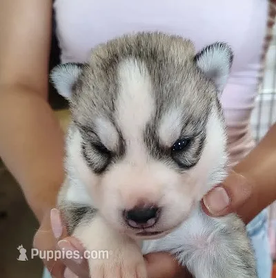 Nathan – Siberian Husky puppy for sale in Heppner, OR