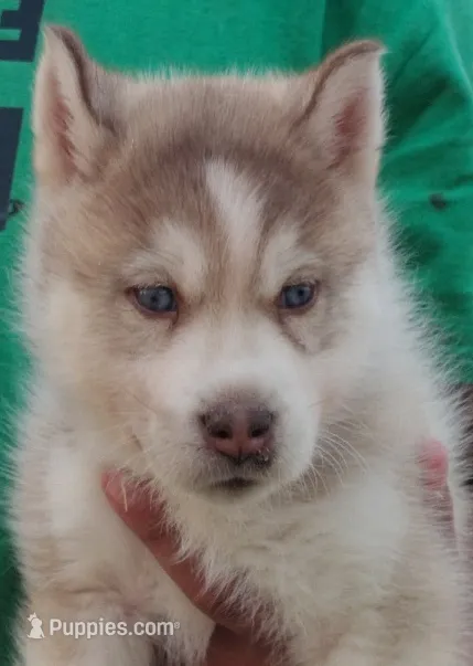Sean – Siberian Husky puppy for sale in Heppner, OR