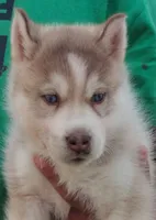 Sean, a male Siberian Husky for sale in Heppner, OR – 1 of 1