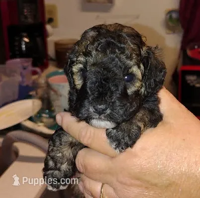 Tuxe – Poodle - Miniature  puppy for sale in Heppner, OR