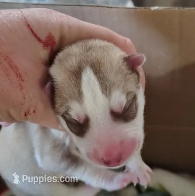 Adam – Siberian Husky puppy for sale in Heppner, OR