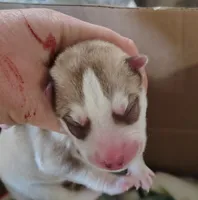 Adam, a male Siberian Husky for sale in Heppner, OR – 1 of 1