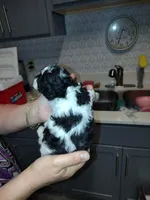 Oreo, a male Poodle - Miniature  for sale in Heppner, OR – 2 of 2