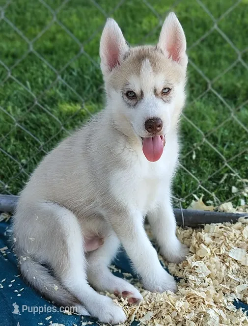 Adam (GREEN EYES) – Siberian Husky puppy for sale in Heppner, OR