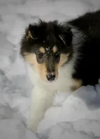 Larry, a male Collie for sale in Voluntown, CT – Photo 2 of 8