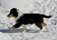 Larry, a male Collie for sale in Voluntown, CT – Photo 5 of 8